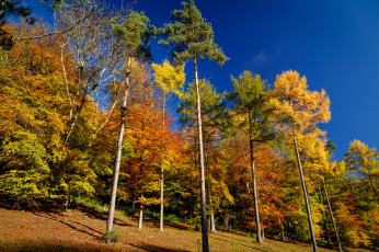 Картинка природа лес осень сосны опушка