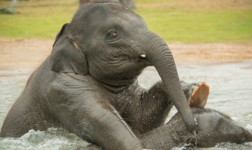 Картинка животные слоны купание вода слонята