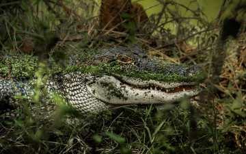 Картинка животные крокодилы морда трава аллигатор