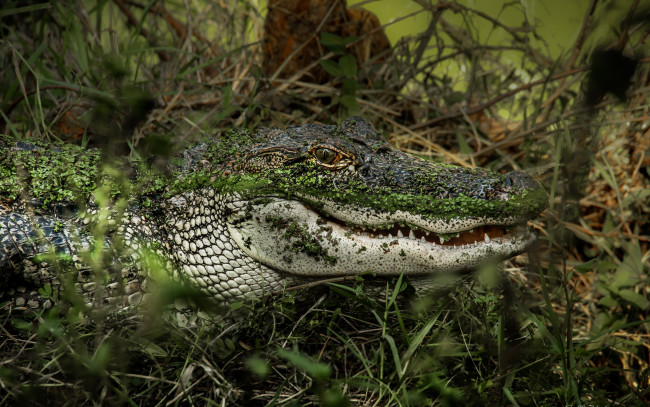 Обои картинки фото животные, крокодилы, морда, трава, аллигатор