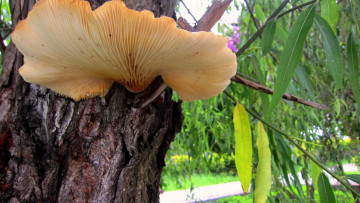 Картинка природа грибы дерево шляпка гриб
