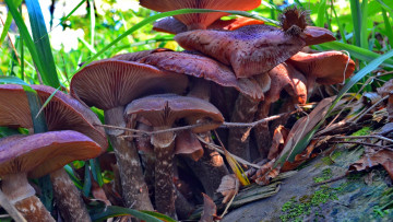 Картинка природа грибы семейка грибная