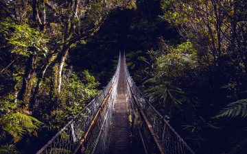 Картинка природа дороги лес деревья мост подвесной