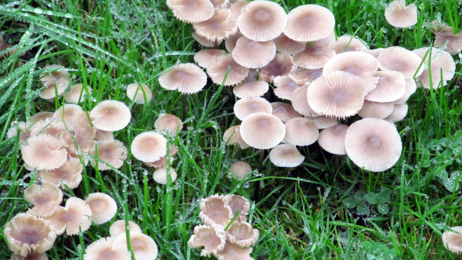 Обои картинки фото природа, грибы, грибная, роса, капли, трава, семейка