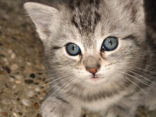 Картинка животные коты котенок серый полосатый