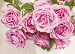 Картинка цветы розы flowers pink розовая roses куст бутоны