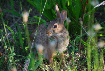 Картинка животные кролики +зайцы серый заяц трава
