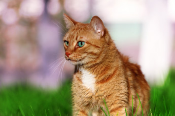 Картинка животные коты кошка травка зелень кот