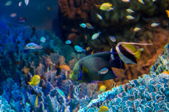Картинка животные рыбы рыбки кораллы вода