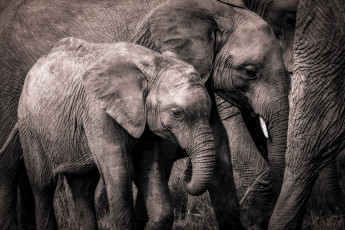 обоя животные, слоны, африка, природа
