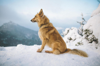 Картинка животные собаки зима горы снег собака рыжий пес