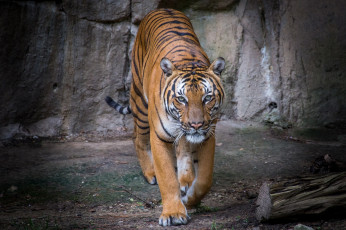Картинка животные тигры тигр красавец хищник