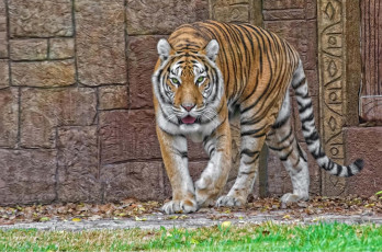 Картинка тигр животные тигры хищник семейство кошачьих зверь