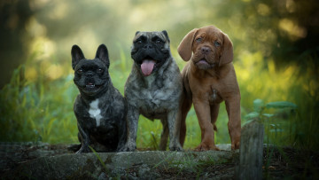 Картинка животные собаки щенок боке забавные природа щенки троица мордашки лето друзья язык