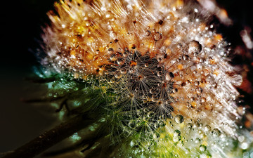 Картинка цветы одуванчики роса макро одуванчик природа