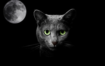 Картинка животные коты ночь кошка луна фантазия
