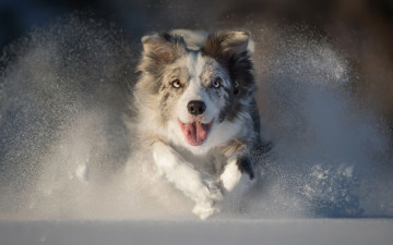 Картинка животные собаки снег австралийская овчарка язык бег собака