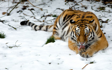 обоя животные, тигры, тигр, снег, дикая, кошка