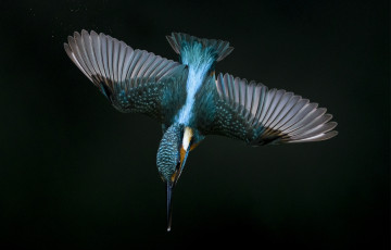 Картинка животные зимородки зимородок полет крылья пике