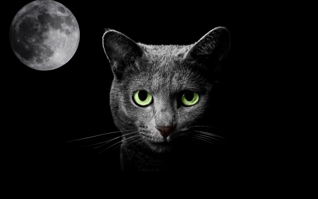 Обои картинки фото животные, коты, ночь, кошка, луна, фантазия
