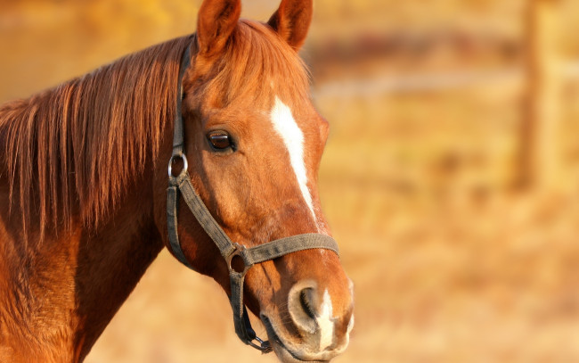 Обои картинки фото животные, лошади, голова, конь, рыжий, лошадь, уздечка