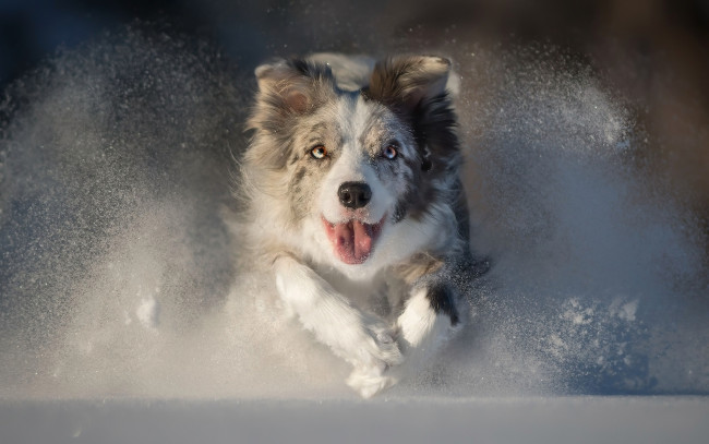 Обои картинки фото животные, собаки, снег, австралийская, овчарка, язык, бег, собака
