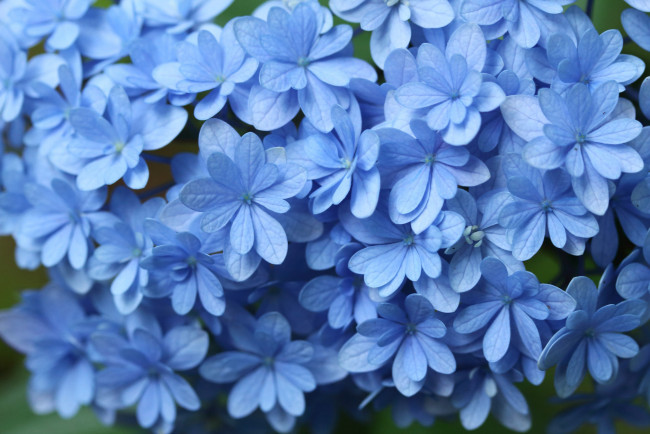 Обои картинки фото цветы, гортензия, макро, голубой