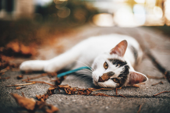 Обои картинки фото животные, коты, кот, кошка, листья, осень