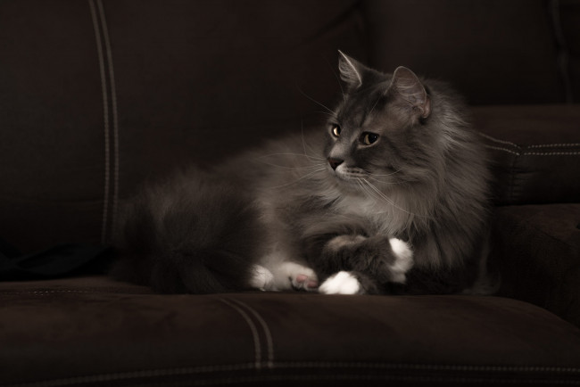 Обои картинки фото животные, коты, серый, красавец, белые, лапки, морда, пушистый, кошка, диван, лежит, взгляд, темный, фон, котэ, дымчатый
