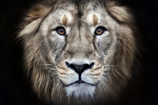 Обои картинки фото животные, львы, лев, голова, зверь, хищник