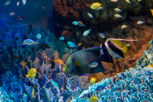 Обои картинки фото животные, рыбы, рыбки, кораллы, вода
