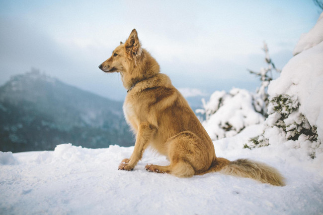Обои картинки фото животные, собаки, зима, горы, снег, собака, рыжий, пес