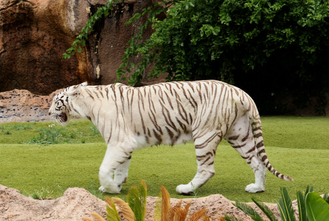 Обои картинки фото животные, тигры, камни, лужайка, белый, тигр