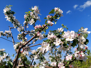 Картинка цветы цветущие+деревья+ +кустарники яблоня цветение весна 2022