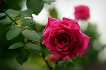 Картинка цветы розы розовая роза капли