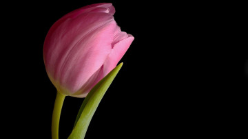 обоя цветы, тюльпаны, розовый, тюльпан, одиночка