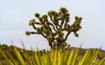 Картинка joshua+tree+national+park california природа деревья joshua tree national park