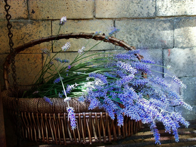 Обои картинки фото lavender, basket, цветы, лаванда