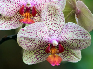 Картинка цветы орхидеи пестрый
