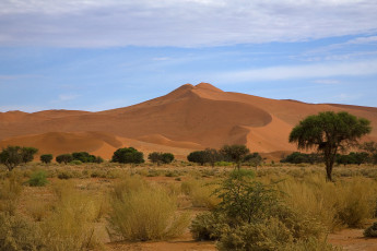 Картинка природа пустыни пески деревья кустарники