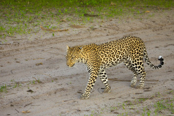 Картинка животные леопарды дорога зверь