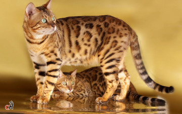 Картинка животные дикие кошки бенгальская