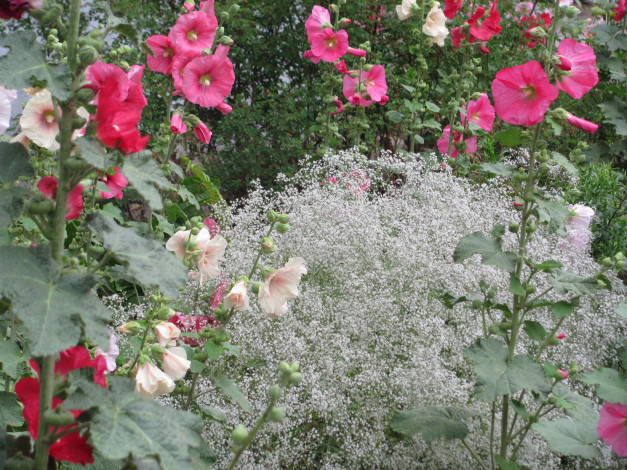 Обои картинки фото цветы, разные, вместе, белые, розовые, воздушные