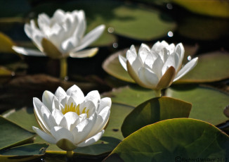 Картинка цветы лилии водяные нимфеи кувшинки белый