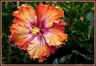 Картинка цветы гибискусы оранжевый экзотика