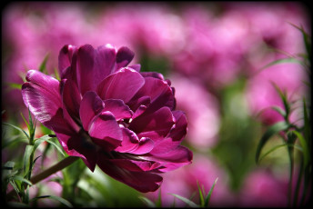 Картинка цветы тюльпаны лепестки лиловый