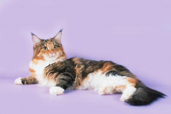 Картинка животные коты мейн-кун