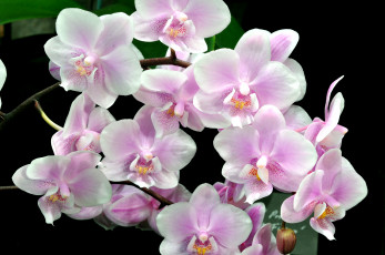 Картинка цветы орхидеи ветки розовый