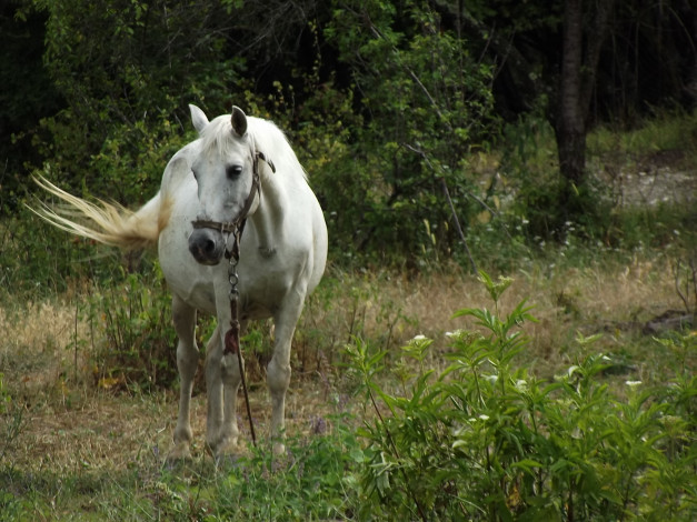 Обои картинки фото животные, лошади, лошадь, белая, зелень