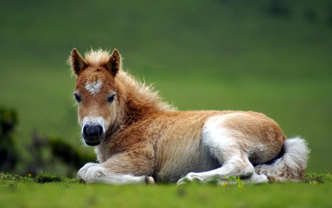 Обои картинки фото животные, лошади, жеребенок, трава, отдых
